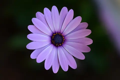 Close-up of a purple flower