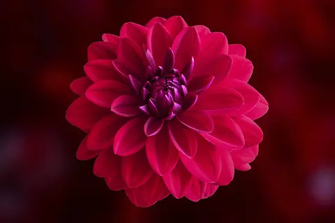 Close-up van een rode dahlia
