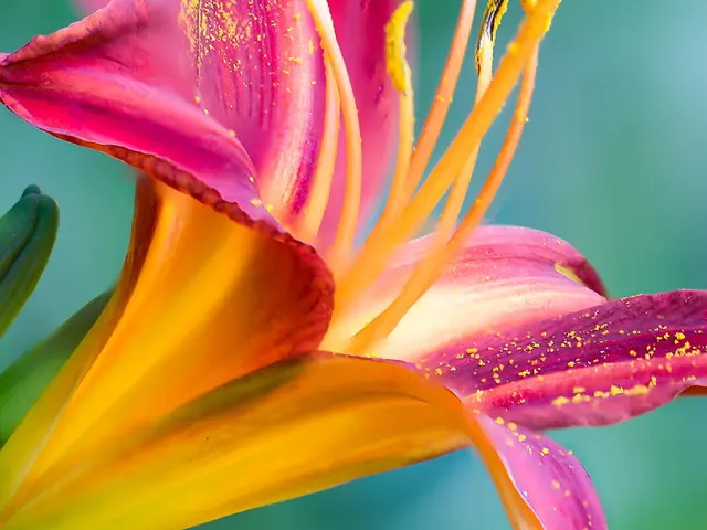 Close-up of a pink and orange lily