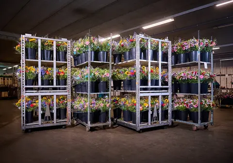 Deense karren vol potplanten klaar voor transport