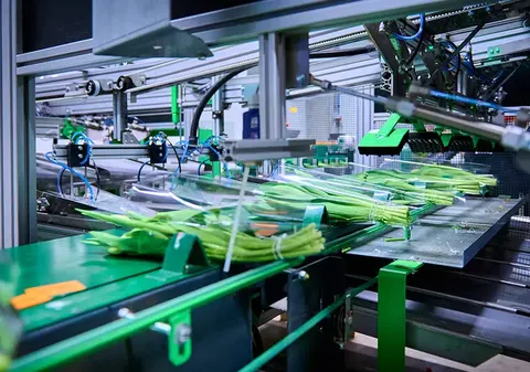 Verwerkingslijn waarop bossen bloemen in hoezen worden verpakt